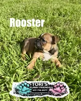 Rooster, a male English Bulldog for sale in Conway, MO – 4 of 5