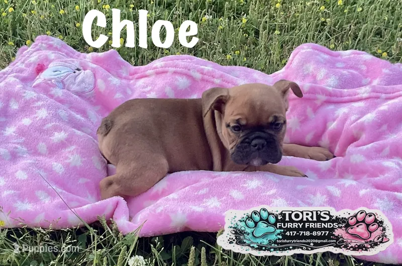 Chloe – English Bulldog puppy for sale in Conway, MO