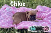 Chloe, a female English Bulldog for sale in Conway, MO – 1 of 4