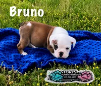 Bruno, a male English Bulldog for sale in Conway, MO – 4 of 4
