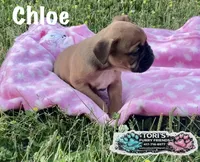 Chloe, a female English Bulldog for sale in Conway, MO – 2 of 4
