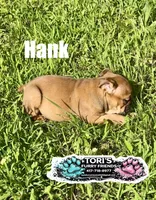 Hank, a male English Bulldog for sale in Conway, MO – 4 of 4