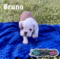 Bruno, a male English Bulldog for sale in Conway, MO – 2 of 4