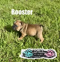 Rooster, a male English Bulldog for sale in Conway, MO – 3 of 5