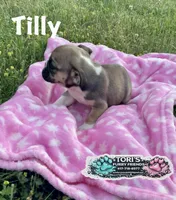 Tilly, a female English Bulldog for sale in Conway, MO – 4 of 5