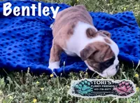 Bentley, a male English Bulldog for sale in Conway, MO – 3 of 4