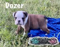 Dozer , a male English Bulldog for sale in Conway, MO – 4 of 4