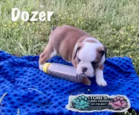 Dozer , a male English Bulldog for sale in Conway, MO – 3 of 4
