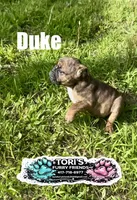 Duke, a male English Bulldog for sale in Conway, MO – 3 of 5