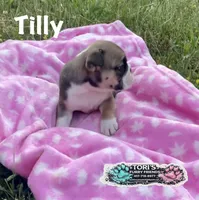 Tilly, a female English Bulldog for sale in Conway, MO – 1 of 5