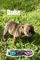 Duke, a male English Bulldog for sale in Conway, MO – 2 of 5