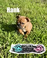 Hank, a male English Bulldog for sale in Conway, MO – 3 of 4