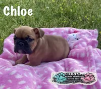 Chloe, a female English Bulldog for sale in Conway, MO – 4 of 4