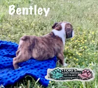 Bentley, a male English Bulldog for sale in Conway, MO – 2 of 4