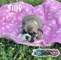 Tilly, a female English Bulldog for sale in Conway, MO – 2 of 5