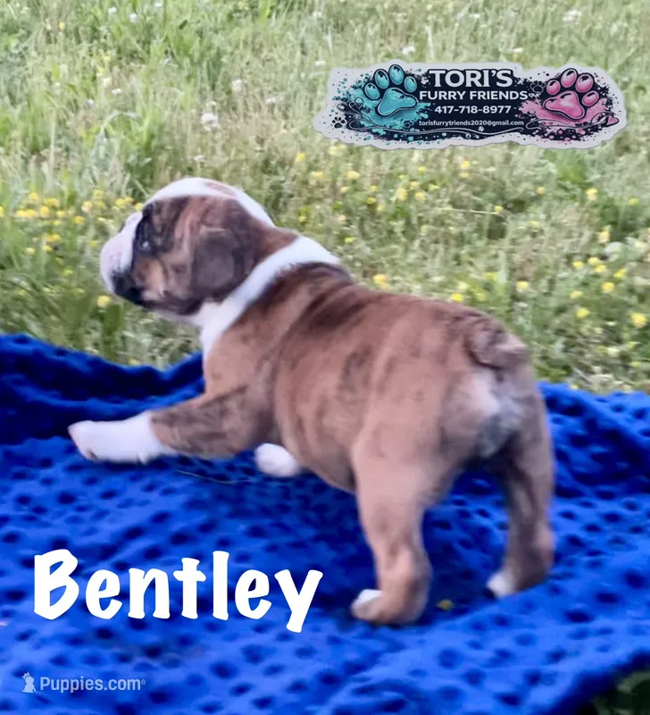 Bentley – English Bulldog puppy for sale in Conway, MO