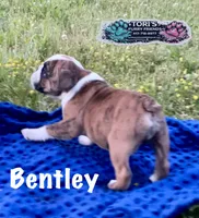 Bentley, a male English Bulldog for sale in Conway, MO – 1 of 4