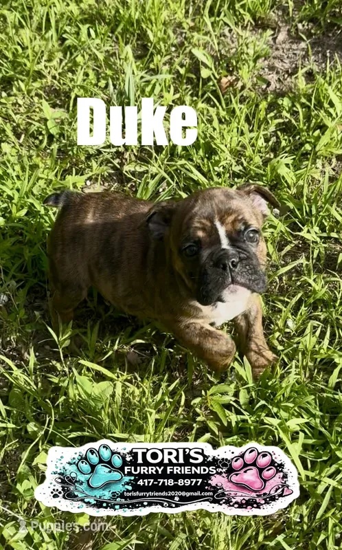 Duke – English Bulldog puppy for sale in Conway, MO