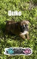 Duke, a male English Bulldog for sale in Conway, MO – 1 of 5