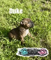 Duke, a male English Bulldog for sale in Conway, MO – 5 of 5
