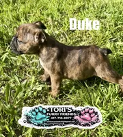 Duke, a male English Bulldog for sale in Conway, MO – 4 of 5