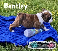 Bentley, a male English Bulldog for sale in Conway, MO – 4 of 4