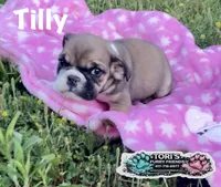 Tilly, a female English Bulldog for sale in Conway, MO – 3 of 5