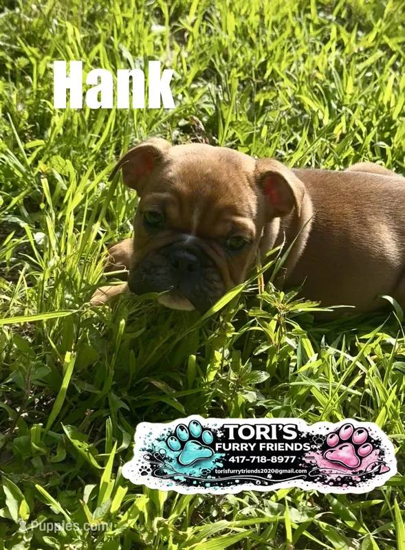 Hank – English Bulldog puppy for sale in Conway, MO