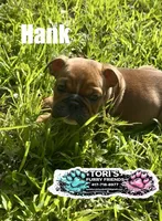 Hank, a male English Bulldog for sale in Conway, MO – 1 of 4