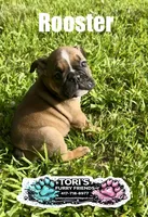 Rooster, a male English Bulldog for sale in Conway, MO – 5 of 5