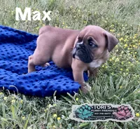 Max, a male English Bulldog for sale in Conway, MO – 3 of 4
