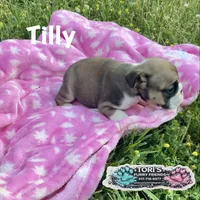 Tilly, a female English Bulldog for sale in Conway, MO – 5 of 5