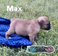 Max, a male English Bulldog for sale in Conway, MO – 4 of 4