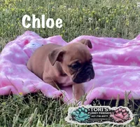 Chloe, a female English Bulldog for sale in Conway, MO – 3 of 4