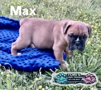 Max, a male English Bulldog for sale in Conway, MO – 2 of 4