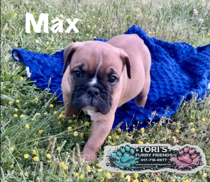 Max – English Bulldog puppy for sale in Conway, MO