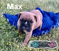 Max, a male English Bulldog for sale in Conway, MO – 1 of 4