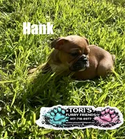 Hank, a male English Bulldog for sale in Conway, MO – 2 of 4