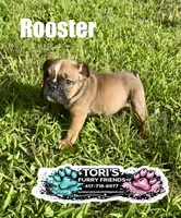 Rooster, a male English Bulldog for sale in Conway, MO – 2 of 5