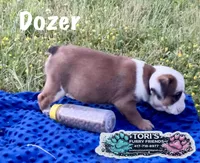 Dozer , a male English Bulldog for sale in Conway, MO – 2 of 4