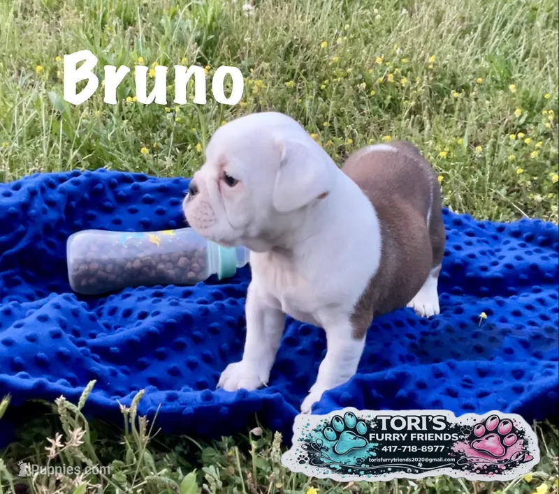 Bruno – English Bulldog puppy for sale in Conway, MO