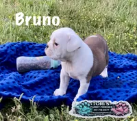 Bruno, a male English Bulldog for sale in Conway, MO – 1 of 4
