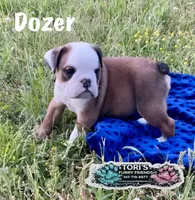 Dozer , a male English Bulldog for sale in Conway, MO – 1 of 4