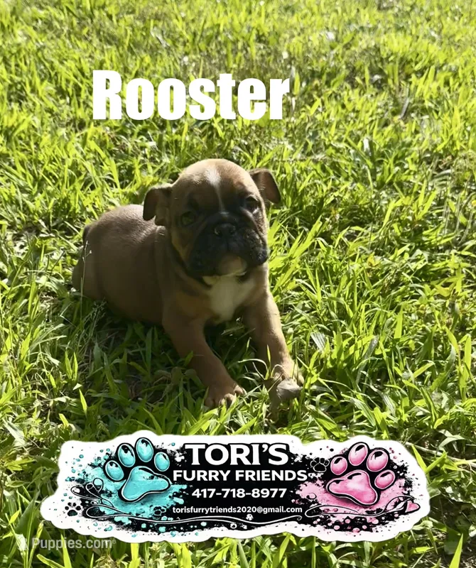 Rooster – English Bulldog puppy for sale in Conway, MO