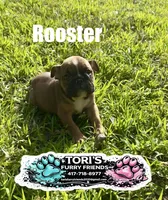 Rooster, a male English Bulldog for sale in Conway, MO – 1 of 5
