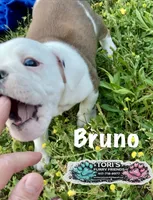Bruno, a male English Bulldog for sale in Conway, MO – 3 of 4