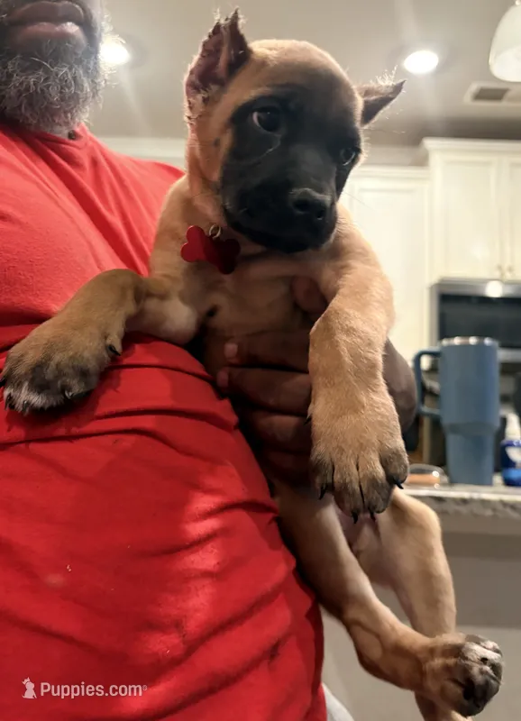 Lucky Charms – Cane Corso puppy for sale in Senoia, GA