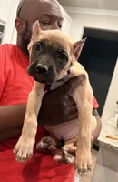 Cinnamon Toast Crunch, a female Cane Corso for sale in Senoia, GA – 2 of 5