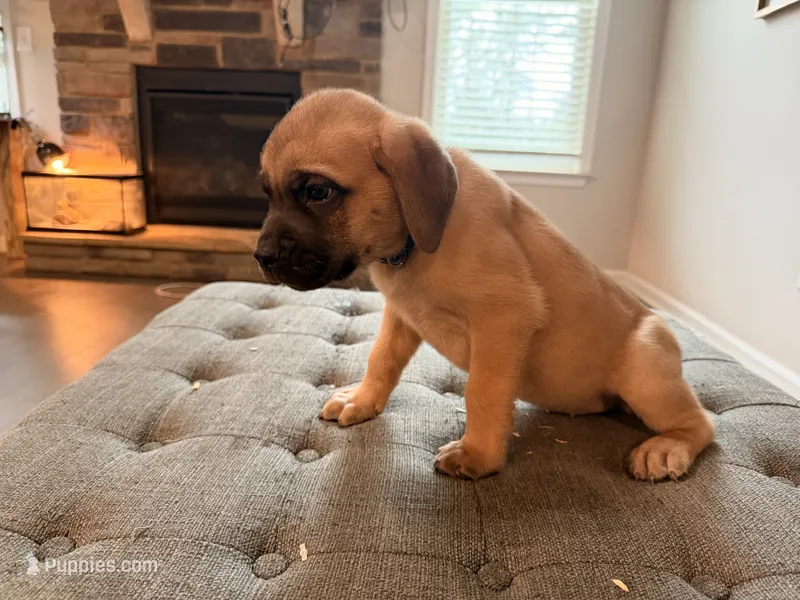 Cocoa Pebbles – Cane Corso puppy for sale in Senoia, GA