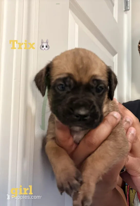 Trix – Cane Corso puppy for sale in Senoia, GA